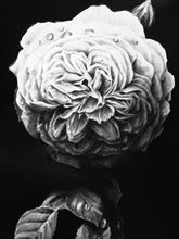 Load image into Gallery viewer, Raffle Postcard Print